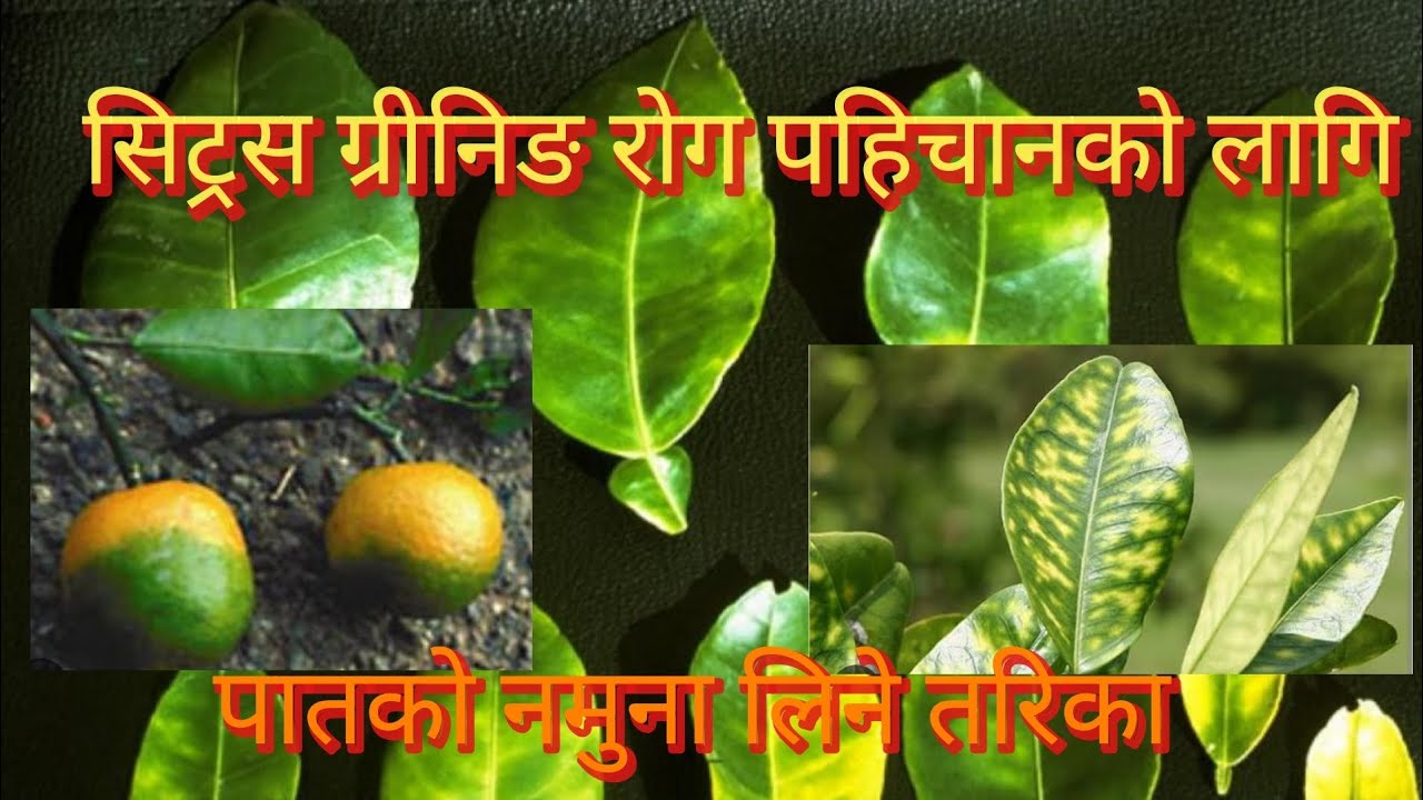 Citrus Greening सिट्रस ग्रीनिङ रोगको PCR परिक्षण गर्नको लागि नमुना लिने तरिका