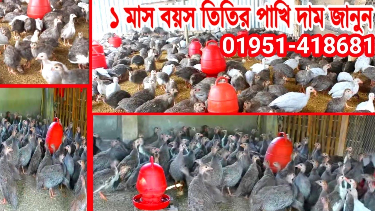 ১মাসের তিতি মুরগির বাচ্চা বিক্রি করা হয় -  তিতি মুরগির ফার্ম। তিতি মুরগির বাচ্চার দাম কত?