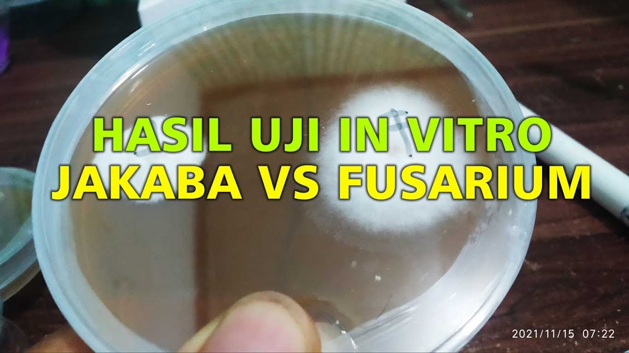 Hasil Uji In Vitro Jakaba vs Fusarium