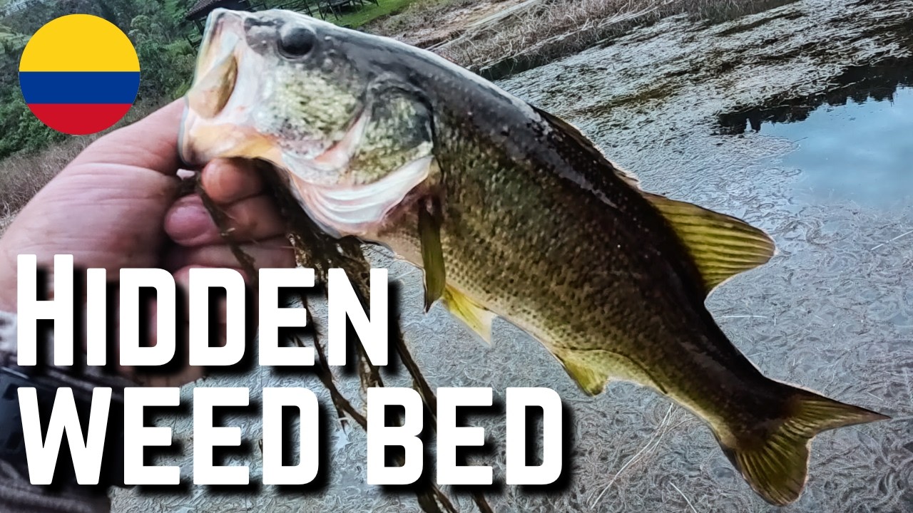 Found the WEED Spot! 3 Bass Back-to-Back in Guatape 🇨🇴