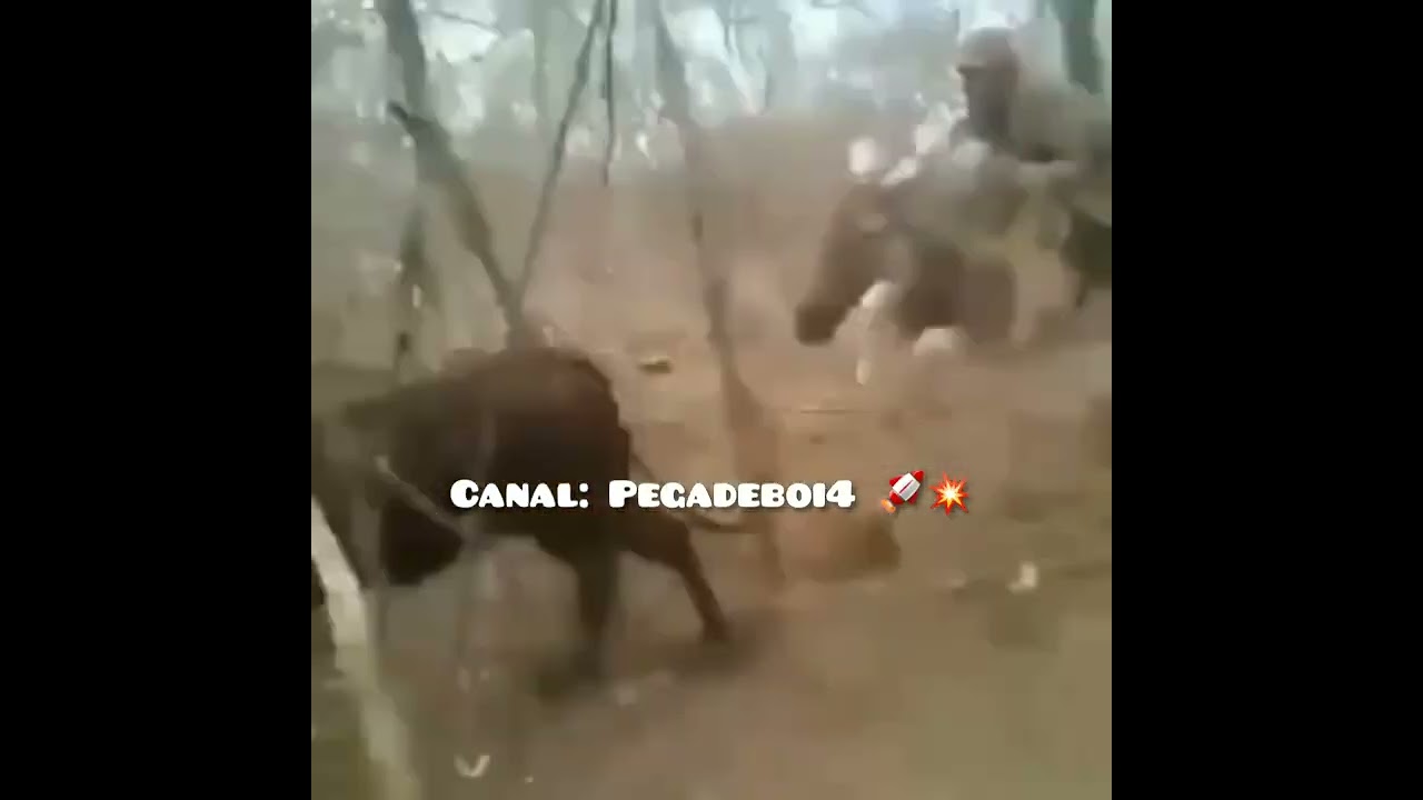 Só Cavalo Manso de Boi 🐂🐎💥