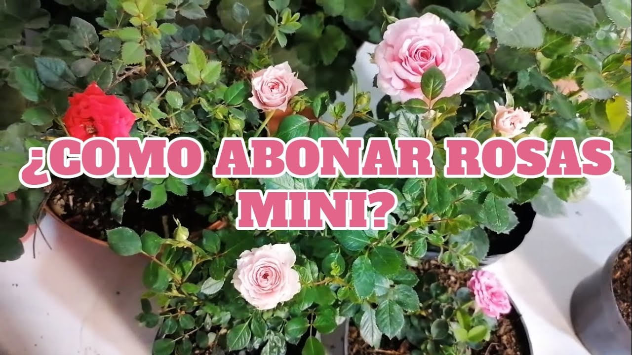 rosales miniatura abonos chuyito jardinero