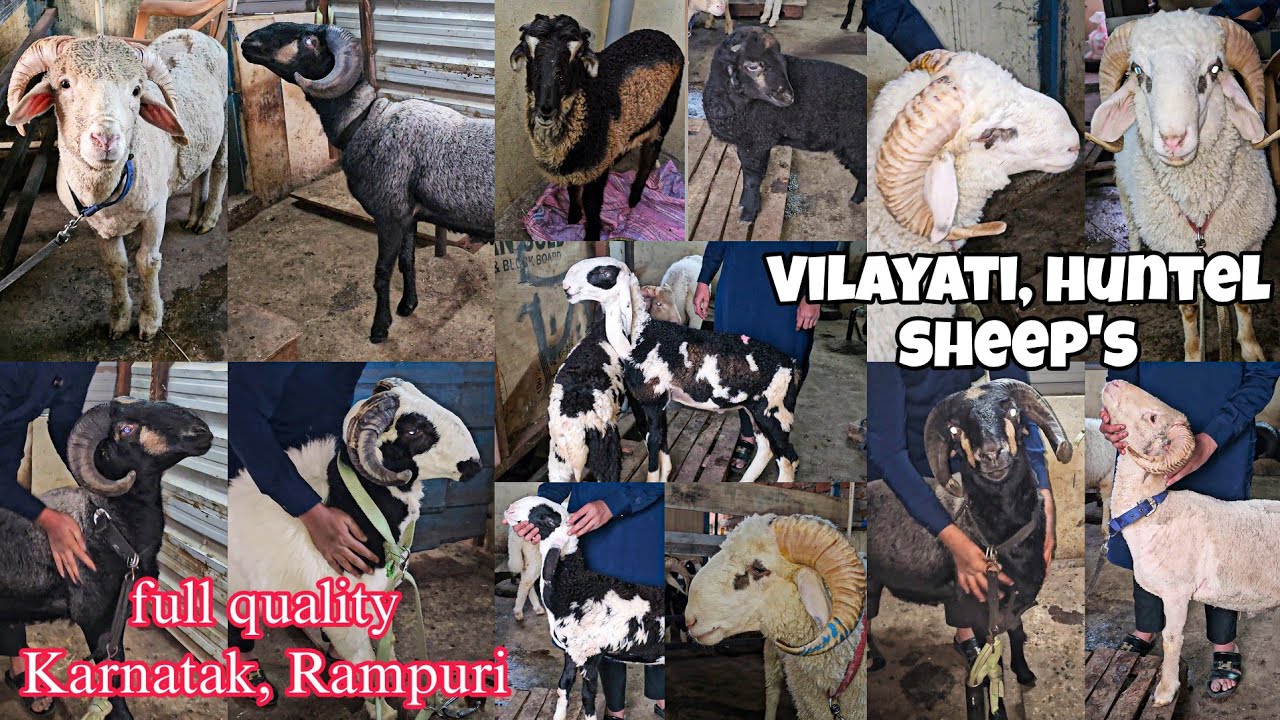 Full quality Karnatak, vilayati, rampuri sheeps | huntel Jersey mendae