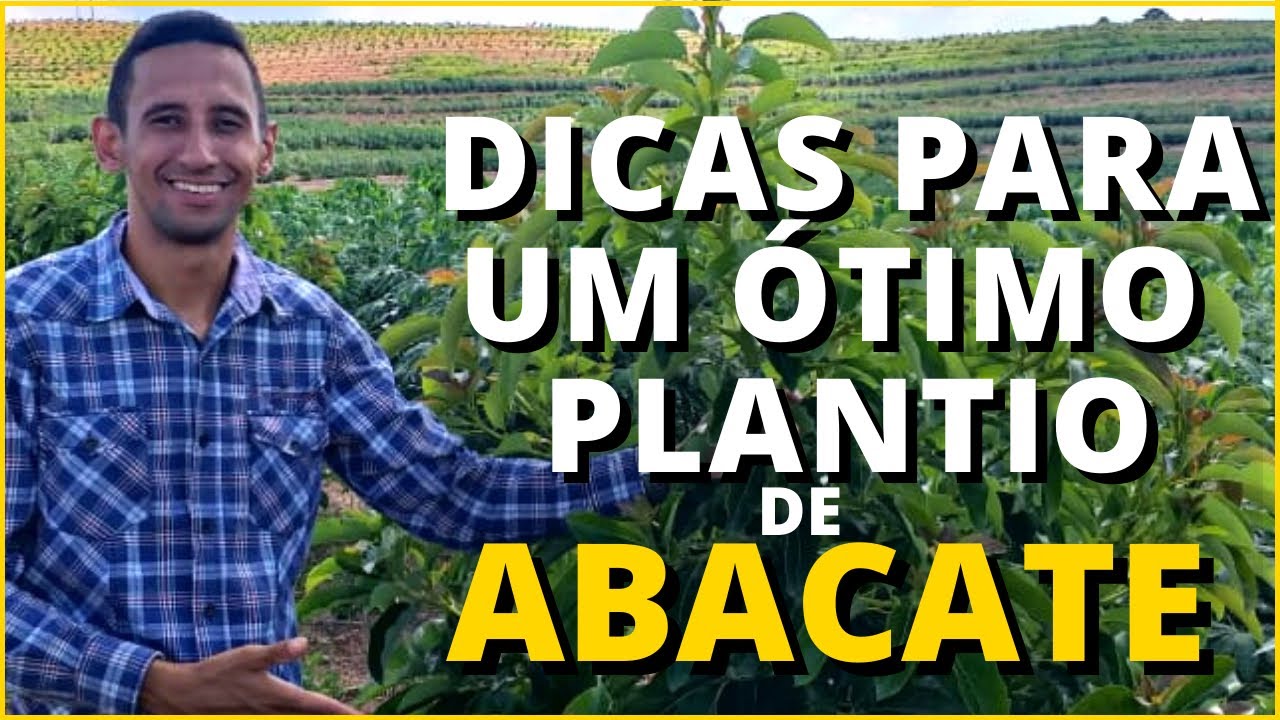 5 DICAS pra VOCÊ não ERRAR no PLANTIO de ABACATE - Quais erros não cometer no plantio