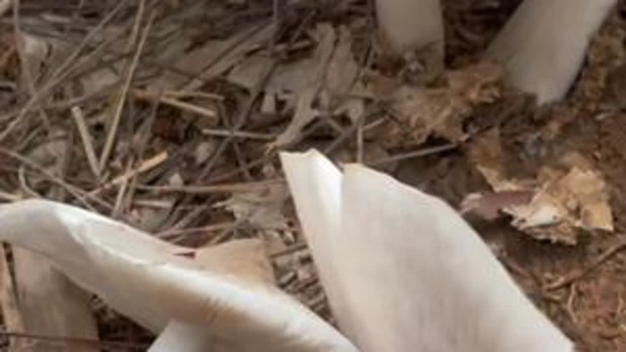 意外的惊喜，采枞菌遇见误入鸡枞窝#野生菌 #鸡枞 #现场实拍