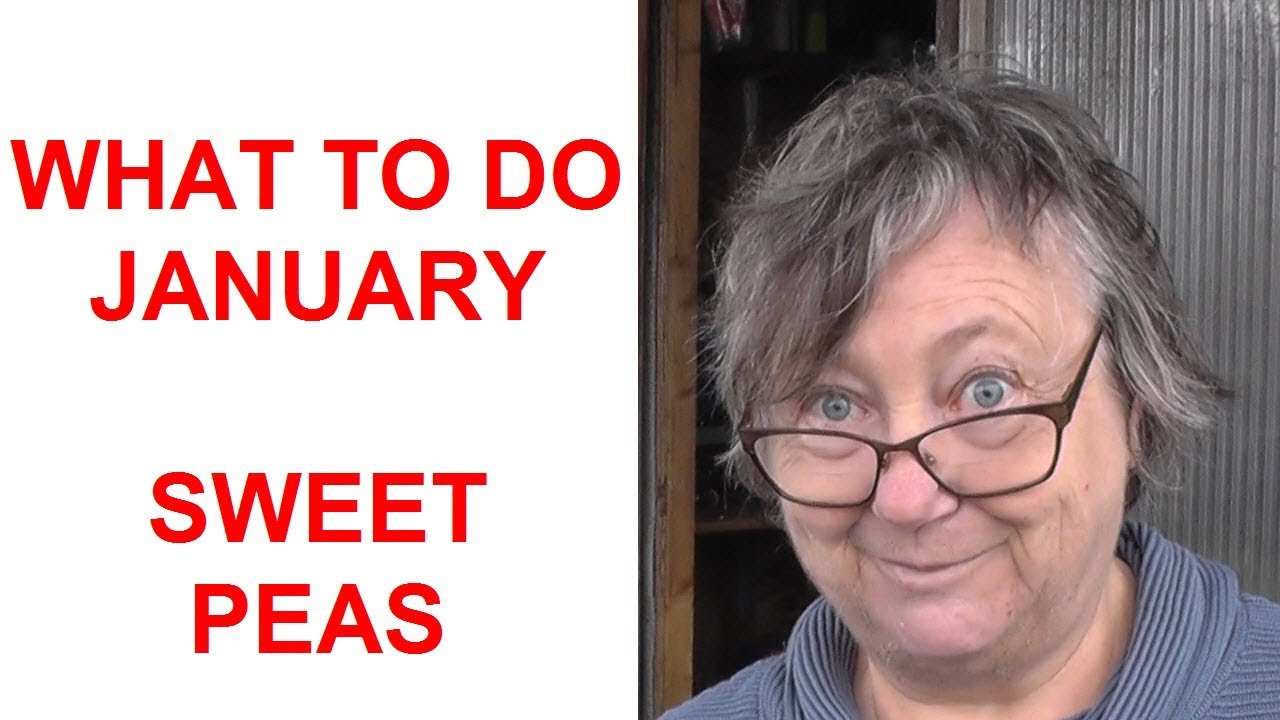 What to Do in January - Sowing Sweet Peas | 0001-2019