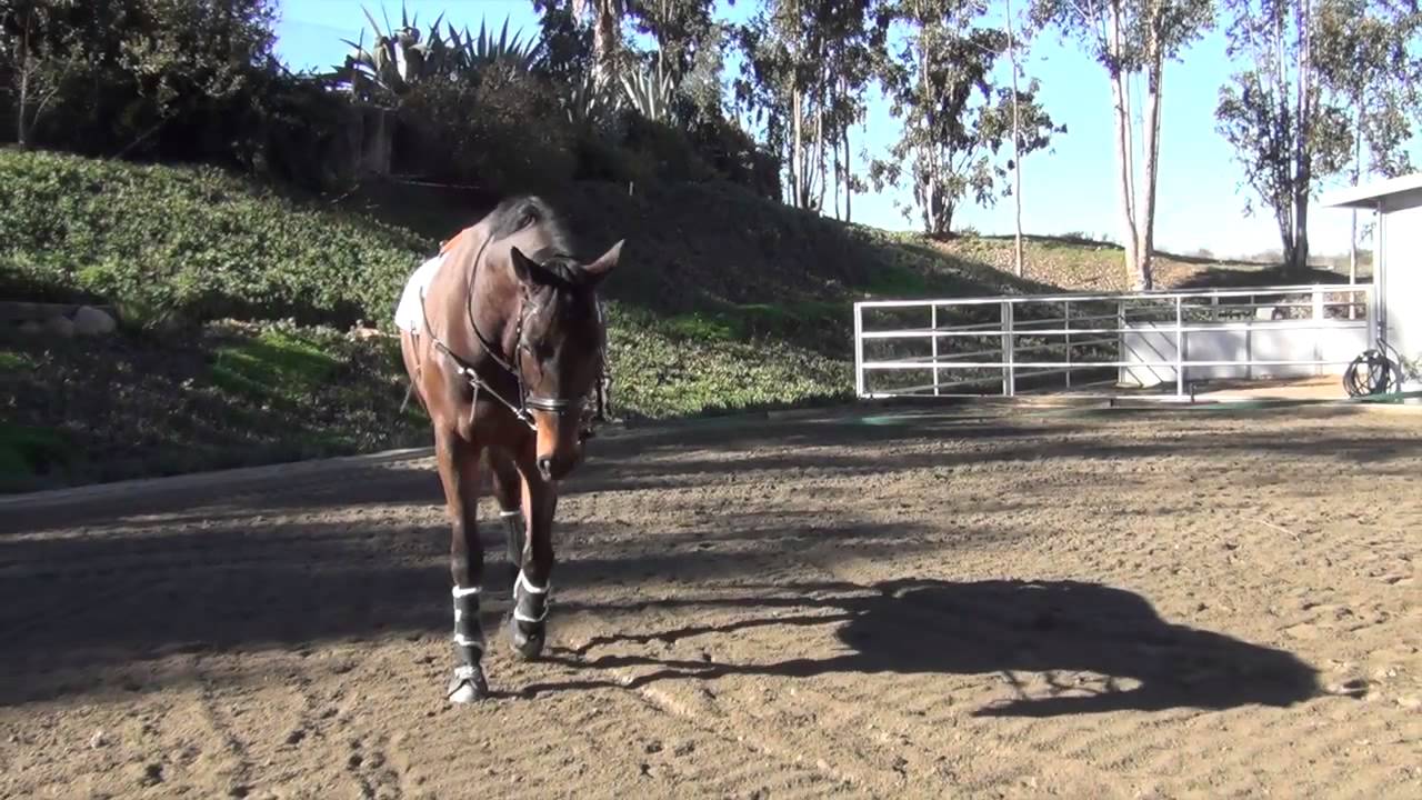 Balidor:  Second phase of lunging