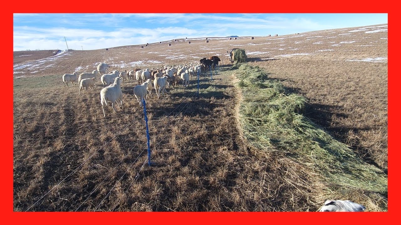how to Train sheep to electric fence 