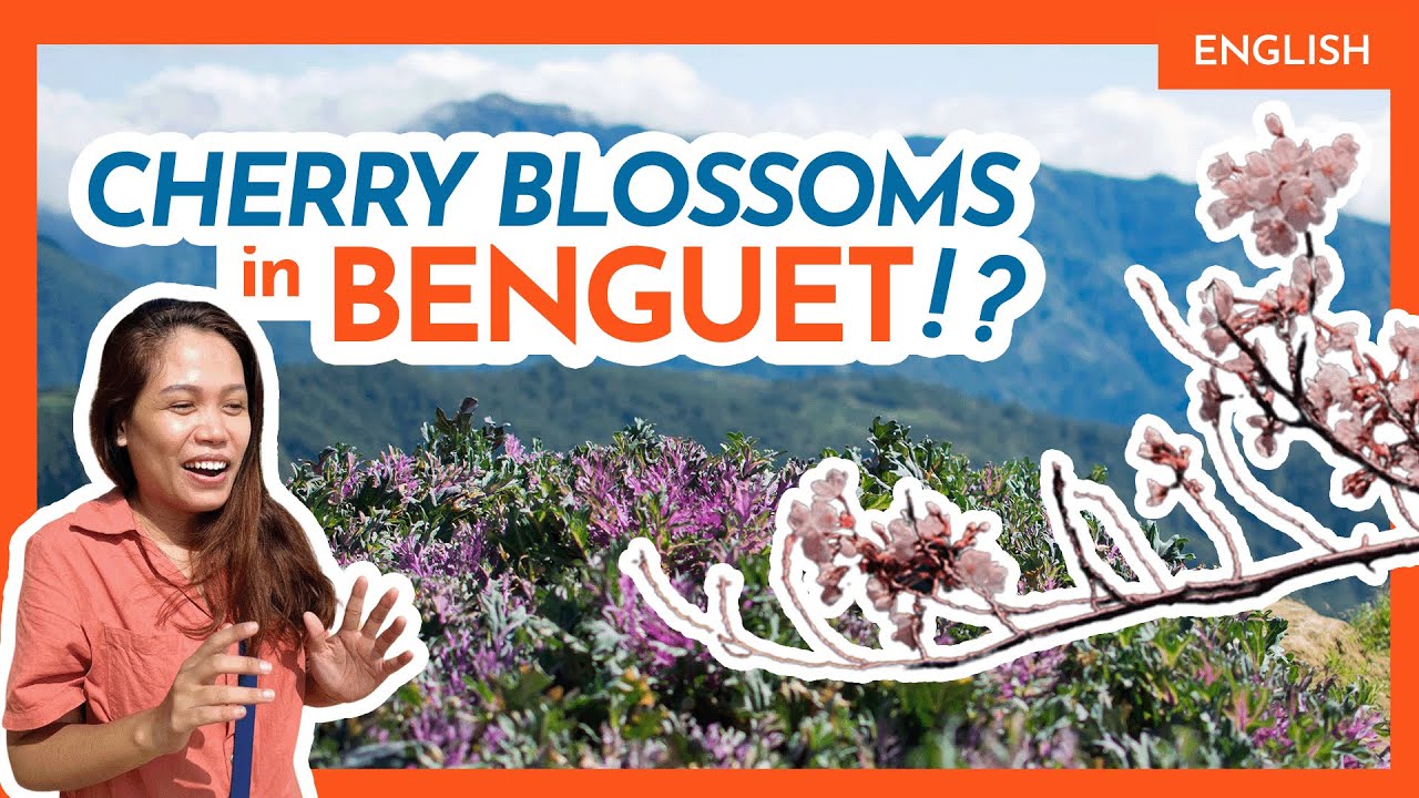 Top 11 ATOK (BENGUET) TOURIST ATTRACTIONS • Flower Farm, Sakura Park++ • Philippine Beaches & Beyond