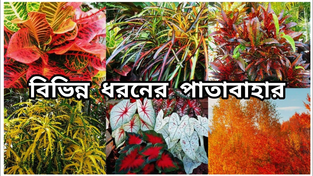 বিভিন্ন রকম পাতাবাহার গাছ | Croton Plant | Patabahar |