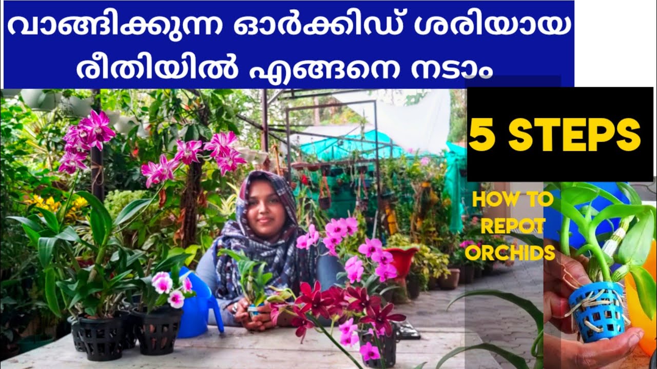 ഓർക്കിഡ് നടുന്ന വിധം || ORCHID CARE || REPOTTING ORCHIDS || REPLANTING ORCHIDS ||SULUZ DIARIES