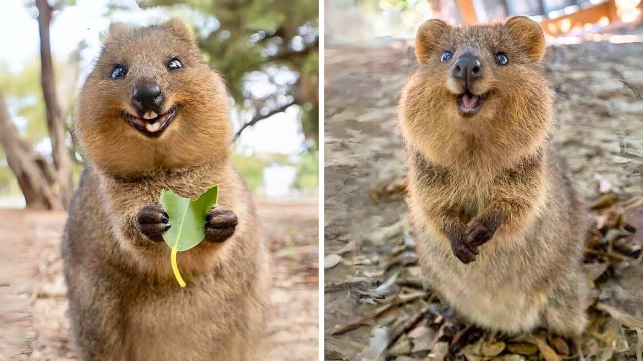 Quokka 🐿 Najszczęśliwsze zwierzę na Ziemi!