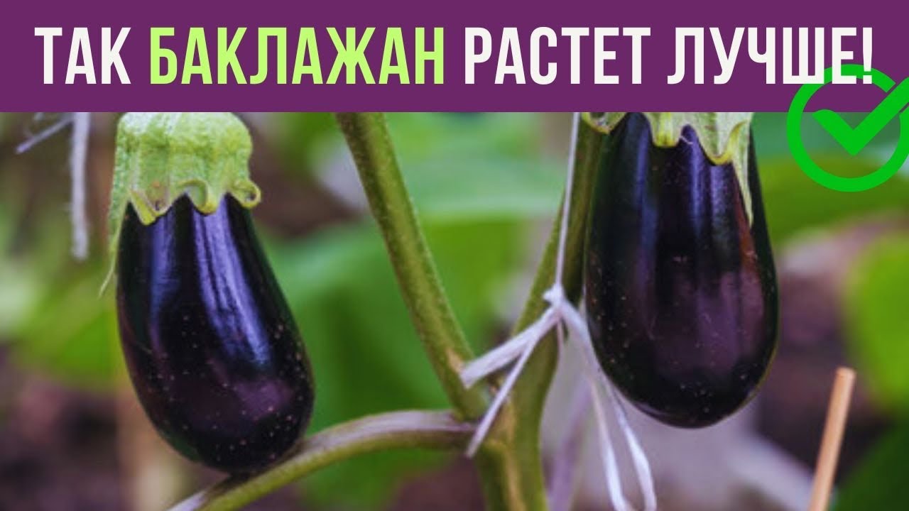 Эффективный способ выращивания БАКЛАЖАНА на компосте без перекапывания почвы