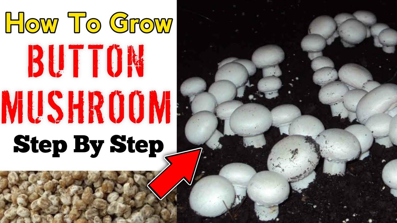 Button Mushroom Cultivation At Home (IN HINDI) Mushroom Farming