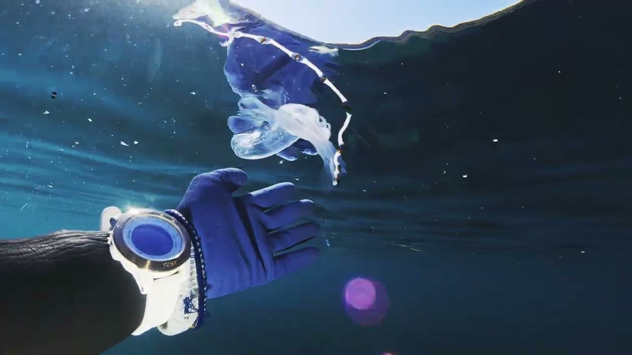 【映像記録】でっかいハダカゾウクラゲと泳ぐ- Sea elephant