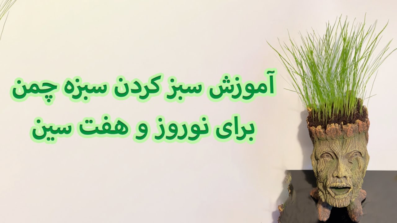آموزش سبز کردن سبزه چمن برای نوروز و هفت سین