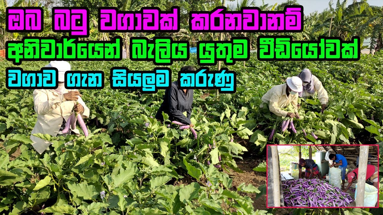 බටු වගාවකට අවශ්‍ය සියලුම දැනුම මුල සිට අග දක්වා | batu wagawa | wambatu wagawa