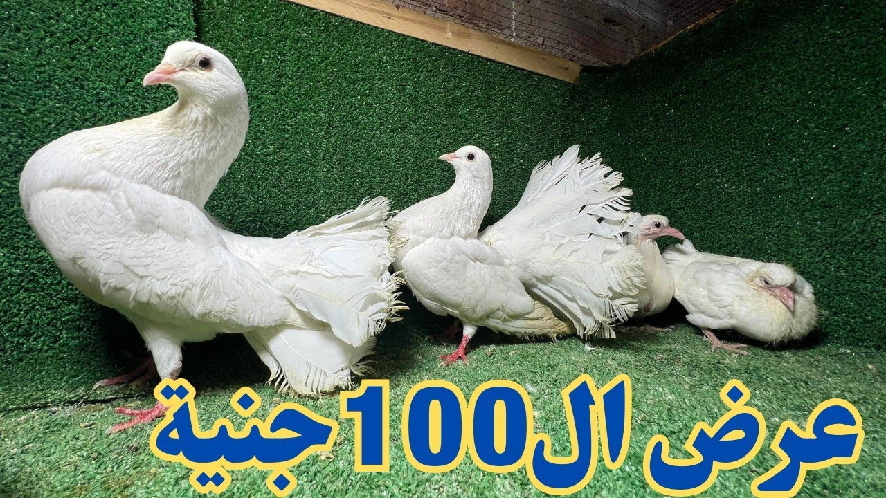 غيه حمام كامله للبيع |كل انواع الحمام عروض صعب تكرر