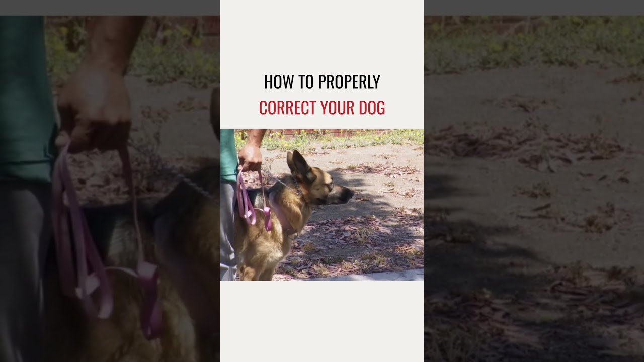 How to properly correct a dog