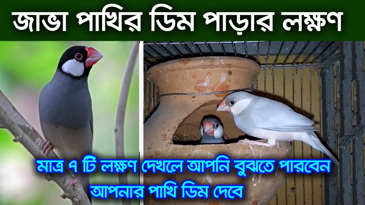 জাভা পাখির ডিম পাড়ার লক্ষণ গুলি কী কী। জাভা পাখি পালন পদ্ধতি ও দাম।Java Sparrow Care and Breedin