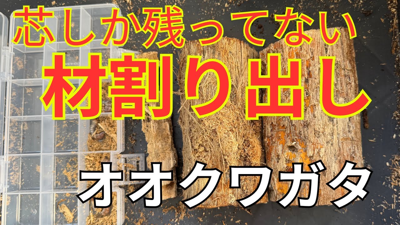 【オオクワガタ】幼虫が産卵材をボロボロに！