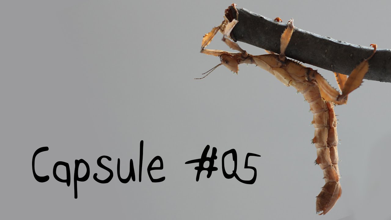 Capsule #05 - Fascinants phasmes