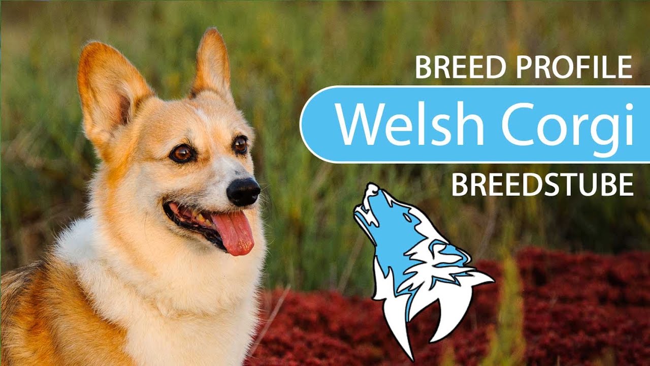 ► Welsh Corgi Breed [2020] Temperament & Training