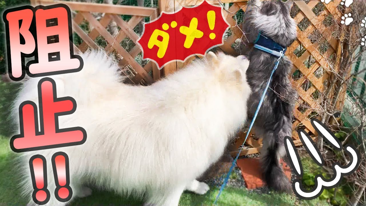 猫の脱走を止めようとするサモエドさくら