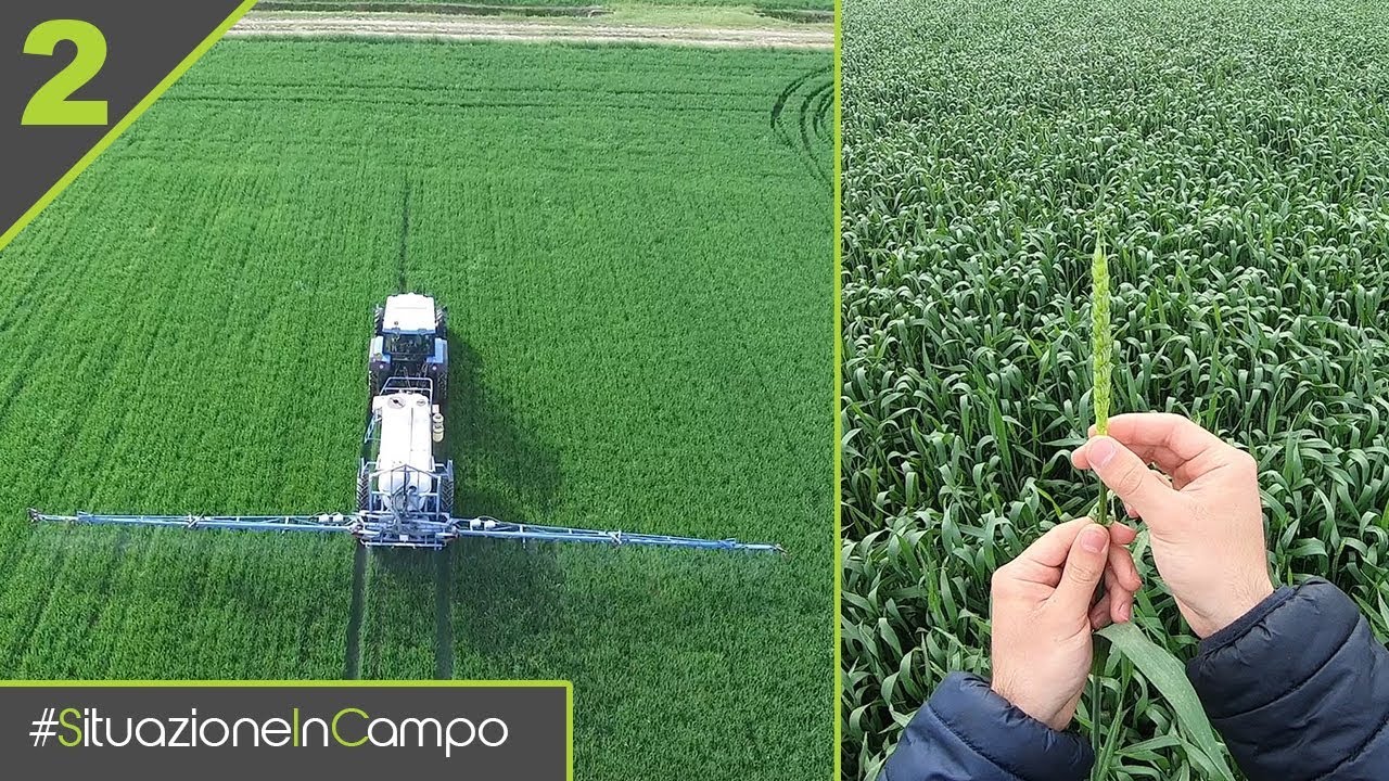 Situazione In Campo EP 2 - DISERBO,INFESTANTI E FASE DI BOTTICELLA!