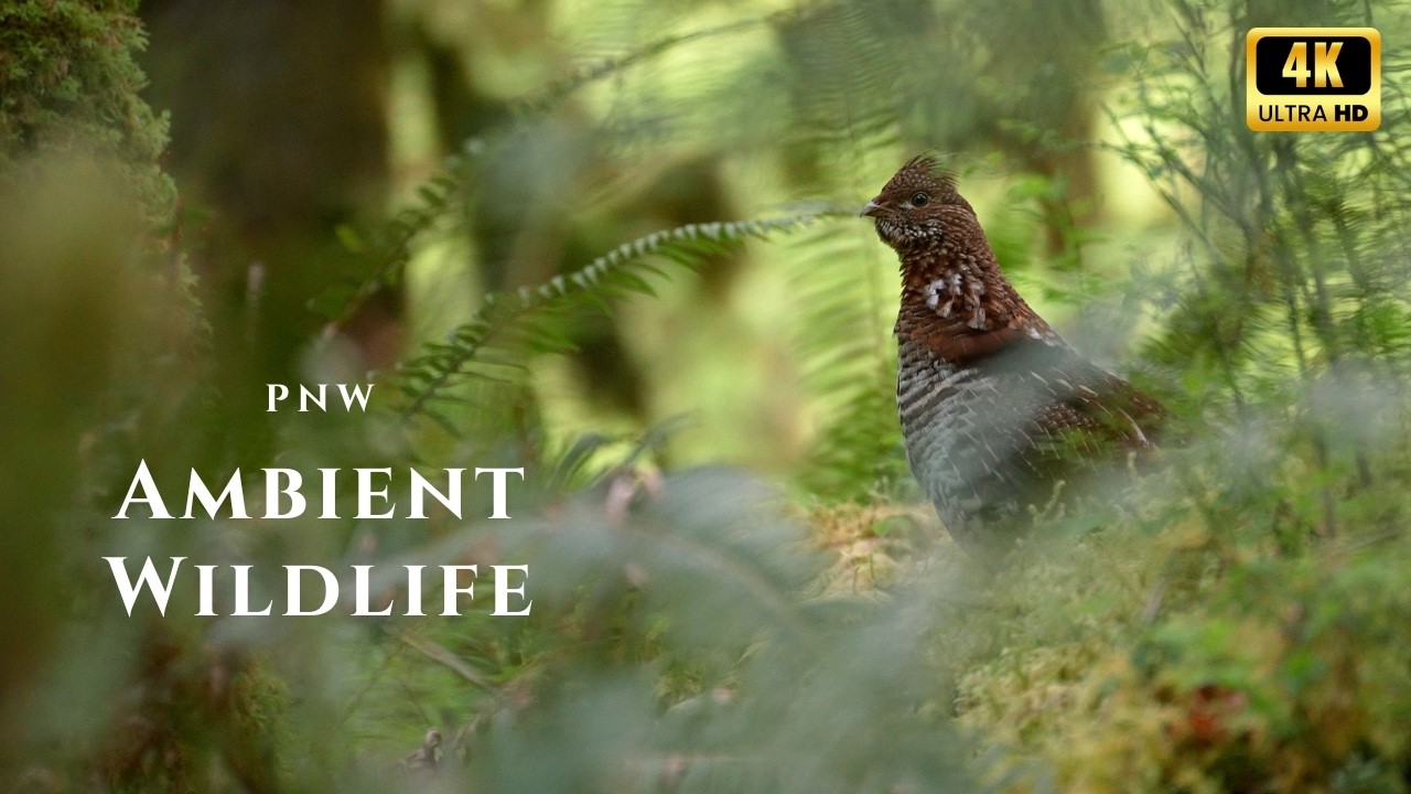 Calming Forest Wildlife Ambience | Olympic National Park Birdsong, Elk & River Sounds 4K Binaural