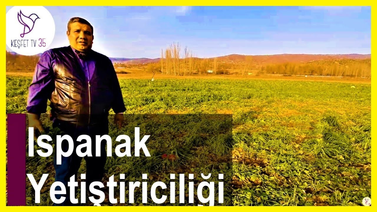ISPANAK EKİMİ | ISPANAK YETİŞTİRİCİLİĞİ
