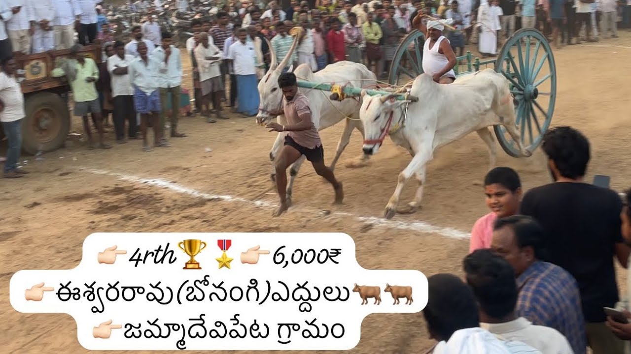 👉🏻4rth🏆🎖️👉🏻ఈశ్వరరావు(బోనంగి)ఎద్దులు🐂🐂👉🏻జమ్మాదేవిపేట గ్రామం #video #trending #shorts #like #festival