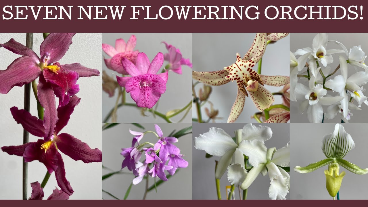 Seven new flowering plants bought as mature divisions!
