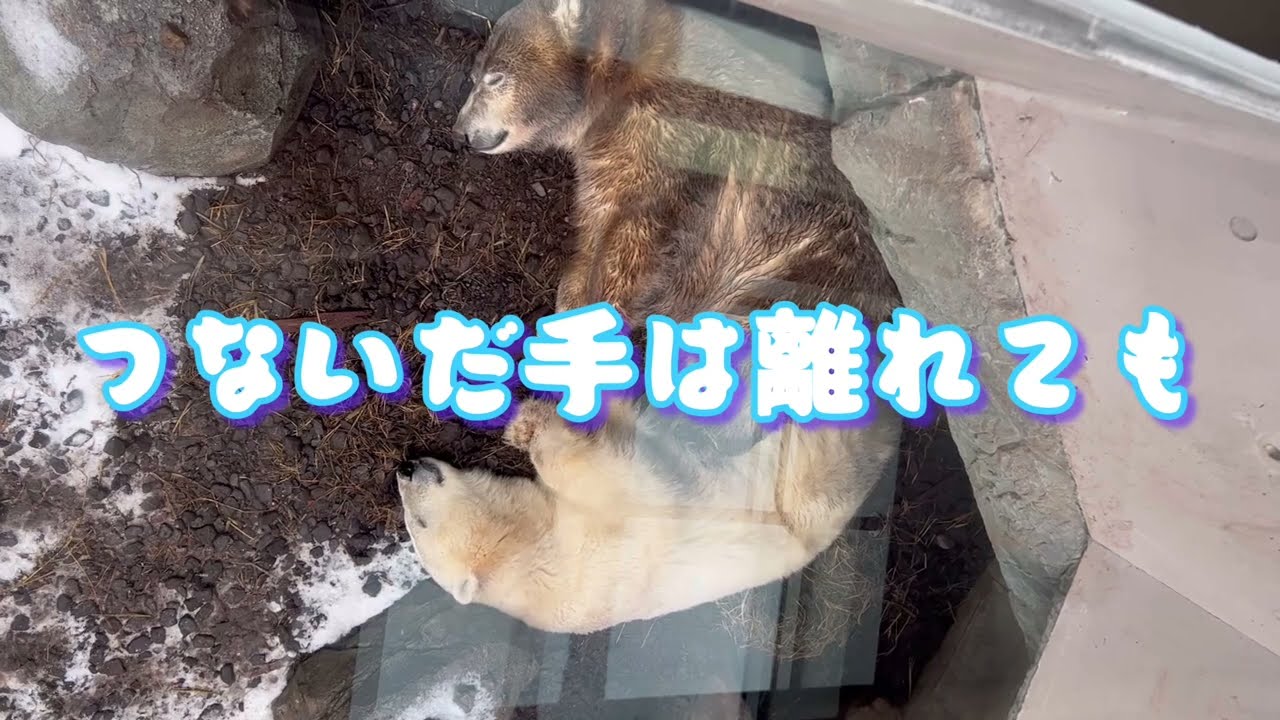 フブキの東山動物園へのお引っ越しが発表されたその日♡男鹿水族館GAOのホッキョクグマ親子ʕ•ᴥ•ʔユキ＆フブキ