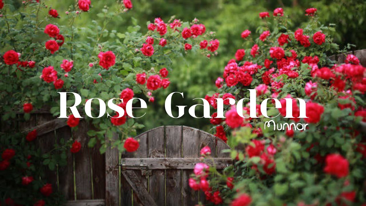Rose Garden Munnar | 4K