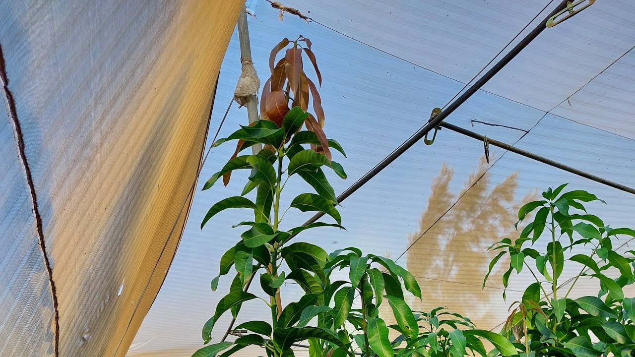 صاحب مزرعة مانجو ناعومي 🥭 خلال زيارته لمشاتل إيجي ستار للتنمية الزراعية 💚🥭🇪🇬