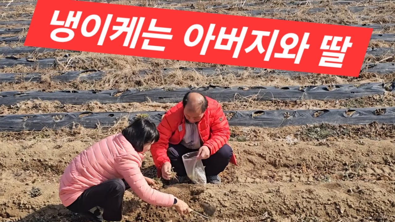 냉이케는봄날