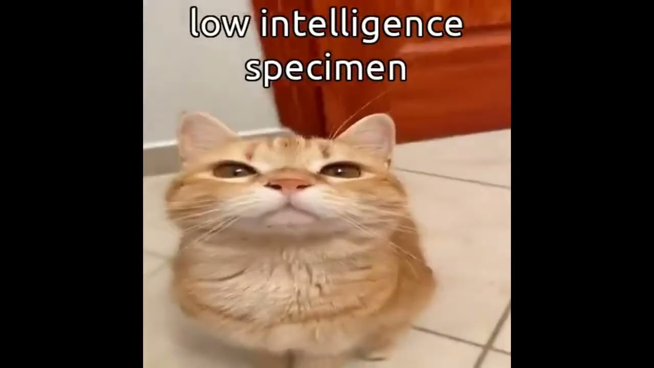 High Intelligence Specimen vs Low Intelligence Specimen Rap Battle