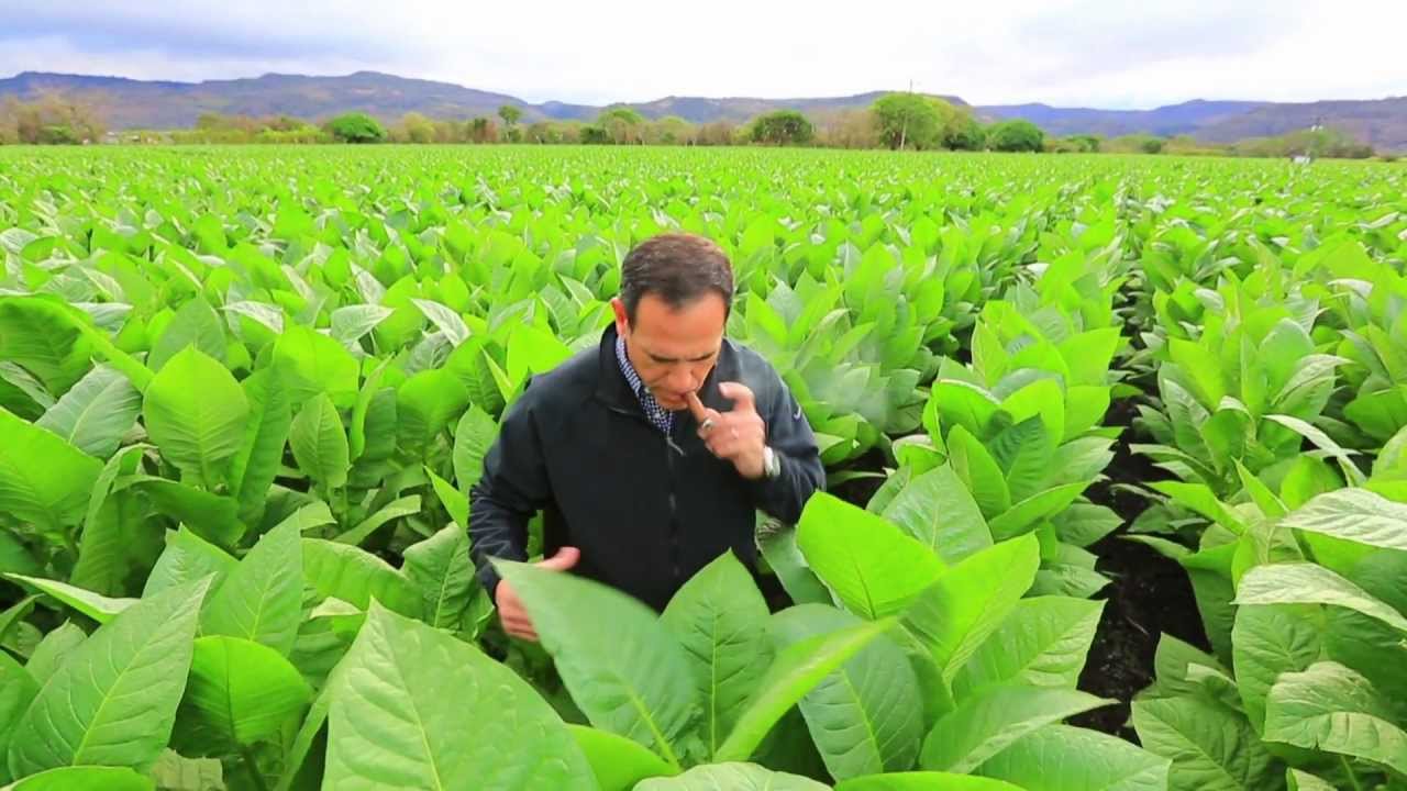 Padron tour