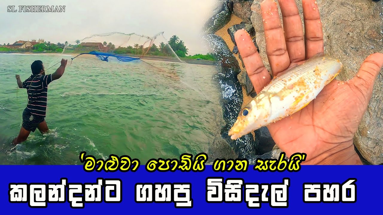 Amazing Cast Net Fishing For Expensive Fish In Sri Lanka