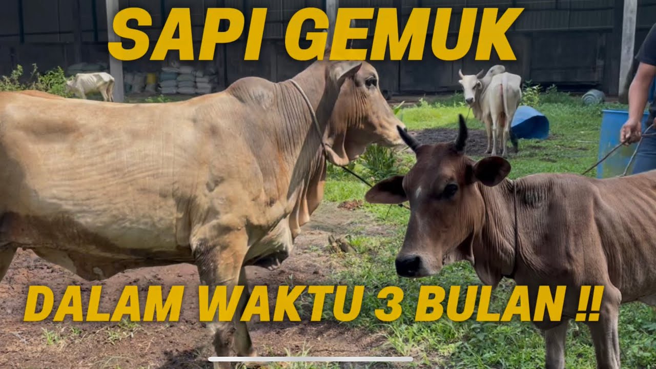 EPS 1 |SAPI GEMUK DALAM WAKTU 3 BULAN !!! Penggemukan dengan cara yang sederhana