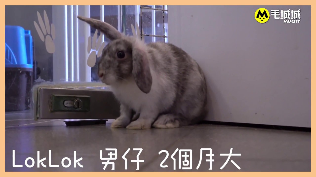 【寵物領養快訊】香港愛護動物協會10/07/2017
