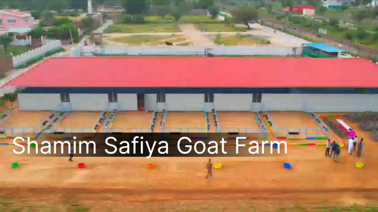 The Biggest Documentary Of Biggest Gujri Farm Of India | Shamim Safiya Goat Farm Sikar Rajasthan.