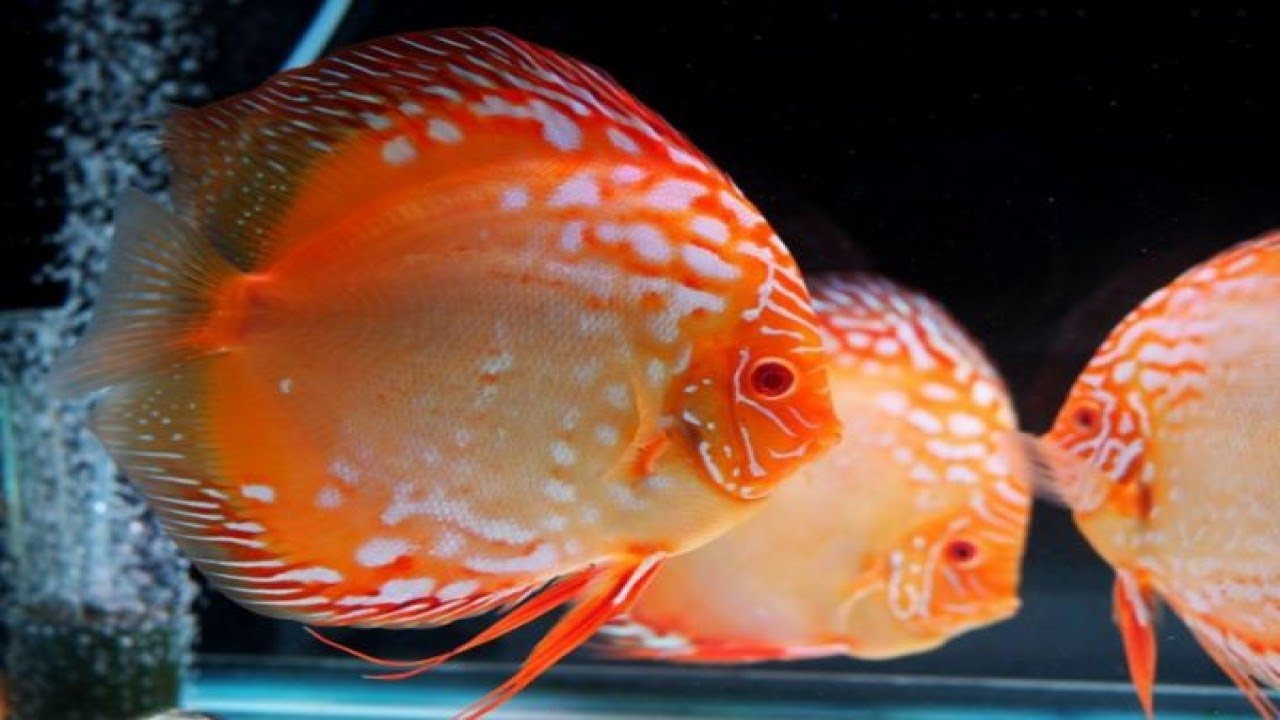 7-Simple Designs That Will Bring Your Aquarium Alive