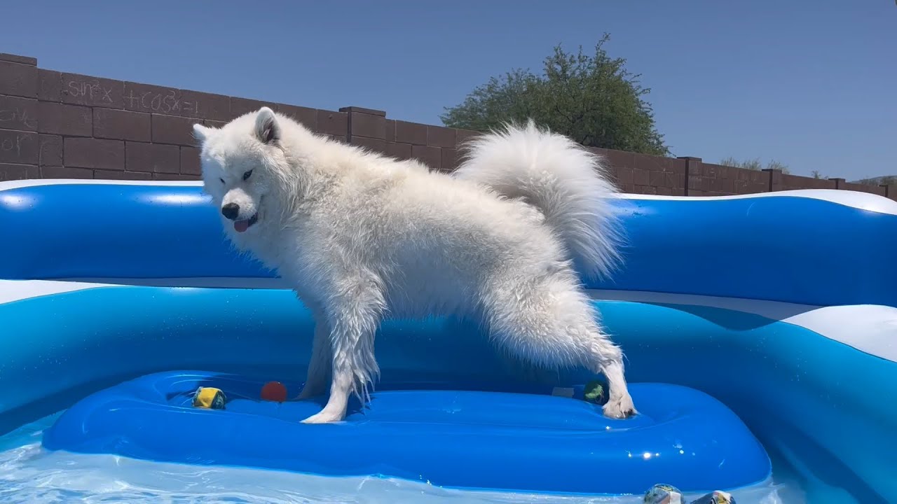 Samoyed Puppy Yells at kiddie pool then won't get out