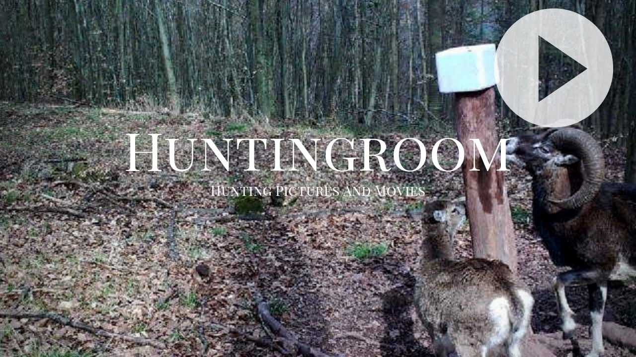 Die Muffel sind wieder da! A HUNTINGROOM Story #20