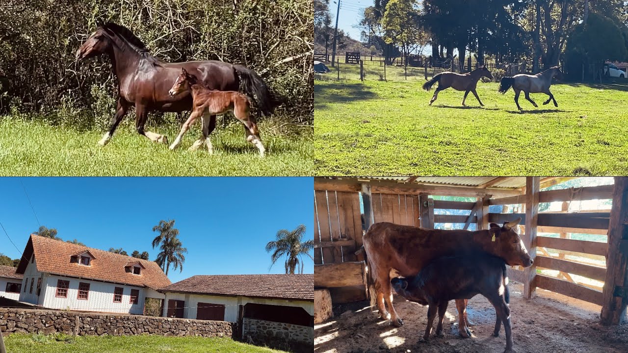 Rotina de Domingo na Fazenda