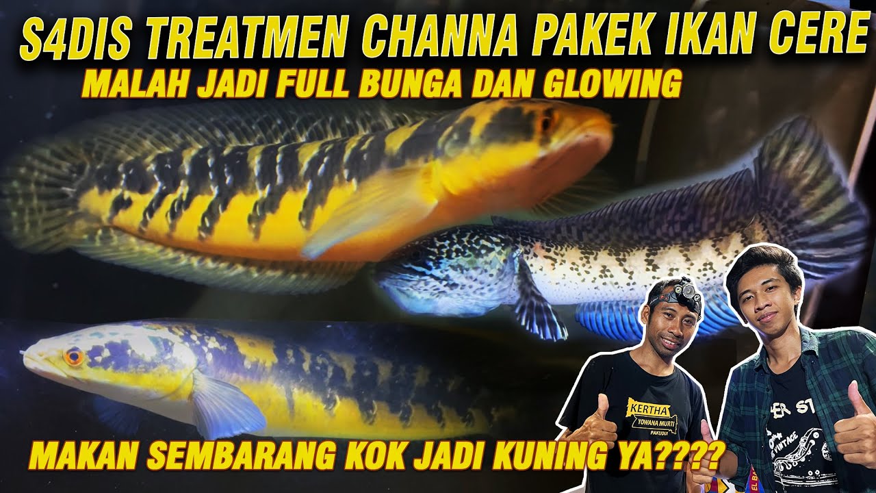 S4DIS TREATMEN CHANNA PAKAI PAKAN IKAN CERE JADI FULL BUNGA DAN GLOWING, KOK BISAA???