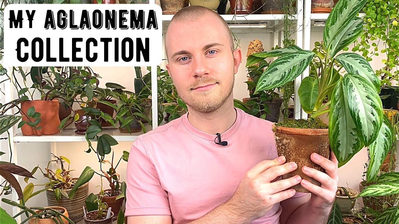 My Entire Aglaonema Collection | Houseplant Show & Tell