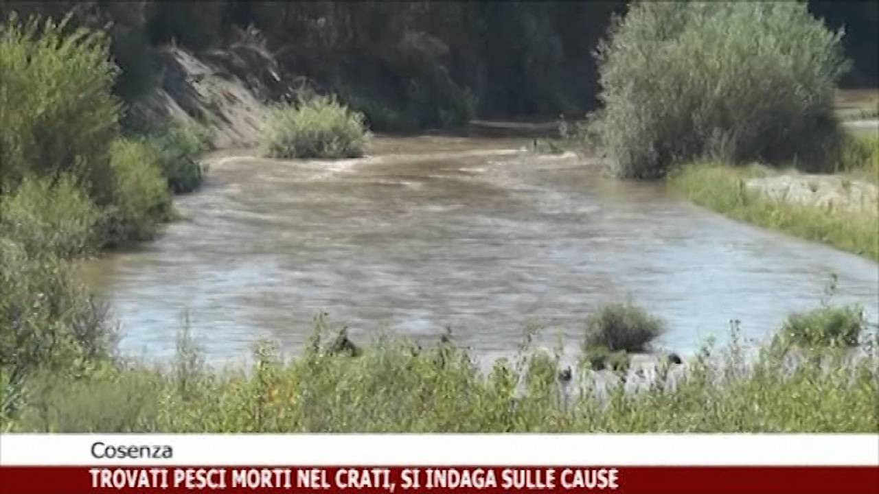 Indagini per pesci morti nel crati